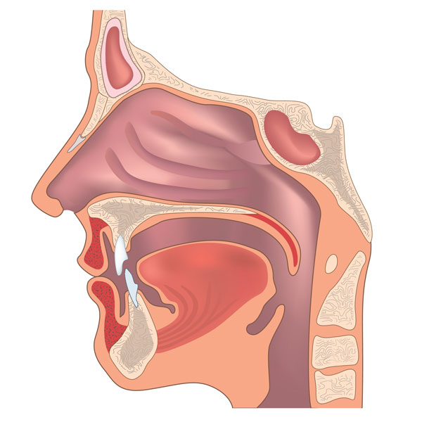 Función de la Ortodoncia